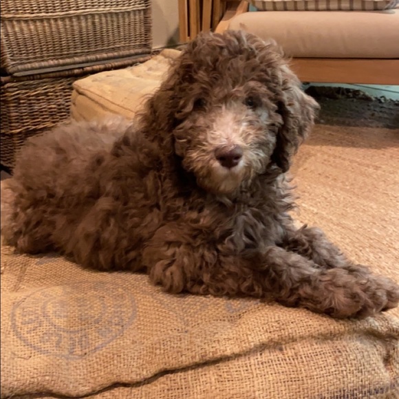 🌺🌸meet your posher!🌸🌺 - Picture 6 of 6